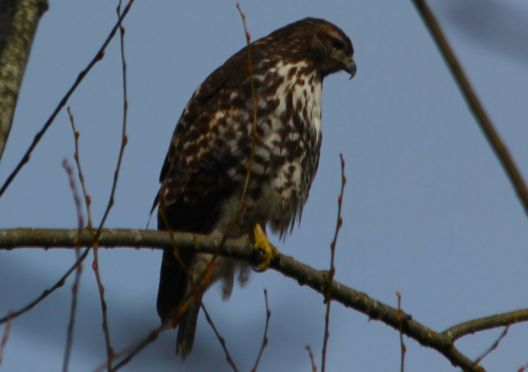 Northern Harrier